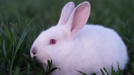 a white rabbit with red eyes sits in green grass