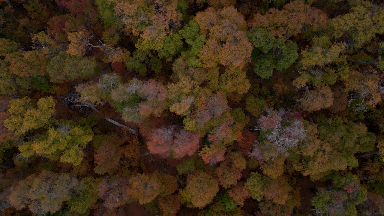 Aerial gentle rise shot over an autumn oak forest showcasing strong fall colors and a fallen tree within a peaceful nature sanctuary landscape.