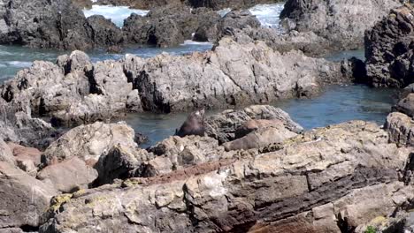 a large male fur seal moves onto the rocks on the south coast of wellington, new zealand, aotearoa