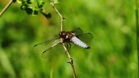 libellula depressa dragonfly perched with wings stretched out with green bokeh background