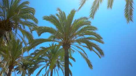 palmeras bajo un cielo azul