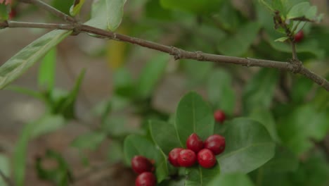 Rote-Beeren-Wachsen-Auf-Einer-üppigen-Grünen-Pflanze-In-Einer-Natürlichen-Umgebung