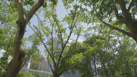 reverse dolly tilted up looking at buildings through break in tree canopy, hong kong