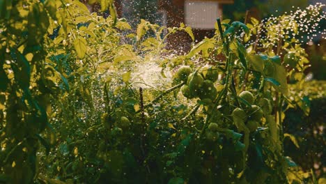 Hose-watering-a-vegetable-garden