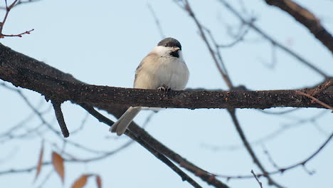 Pájaro-Tit-De-Sauce-Comiendo-Comida-Sosteniéndolo-En-Garras-Encaramado-En-Un-árbol-Antes-De-Volar