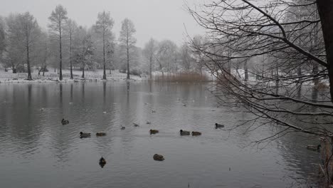 patos salvajes y gaviotas en el lago en invierno en el parque de la ciudad