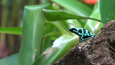 una rana venenosa verde en una piedra