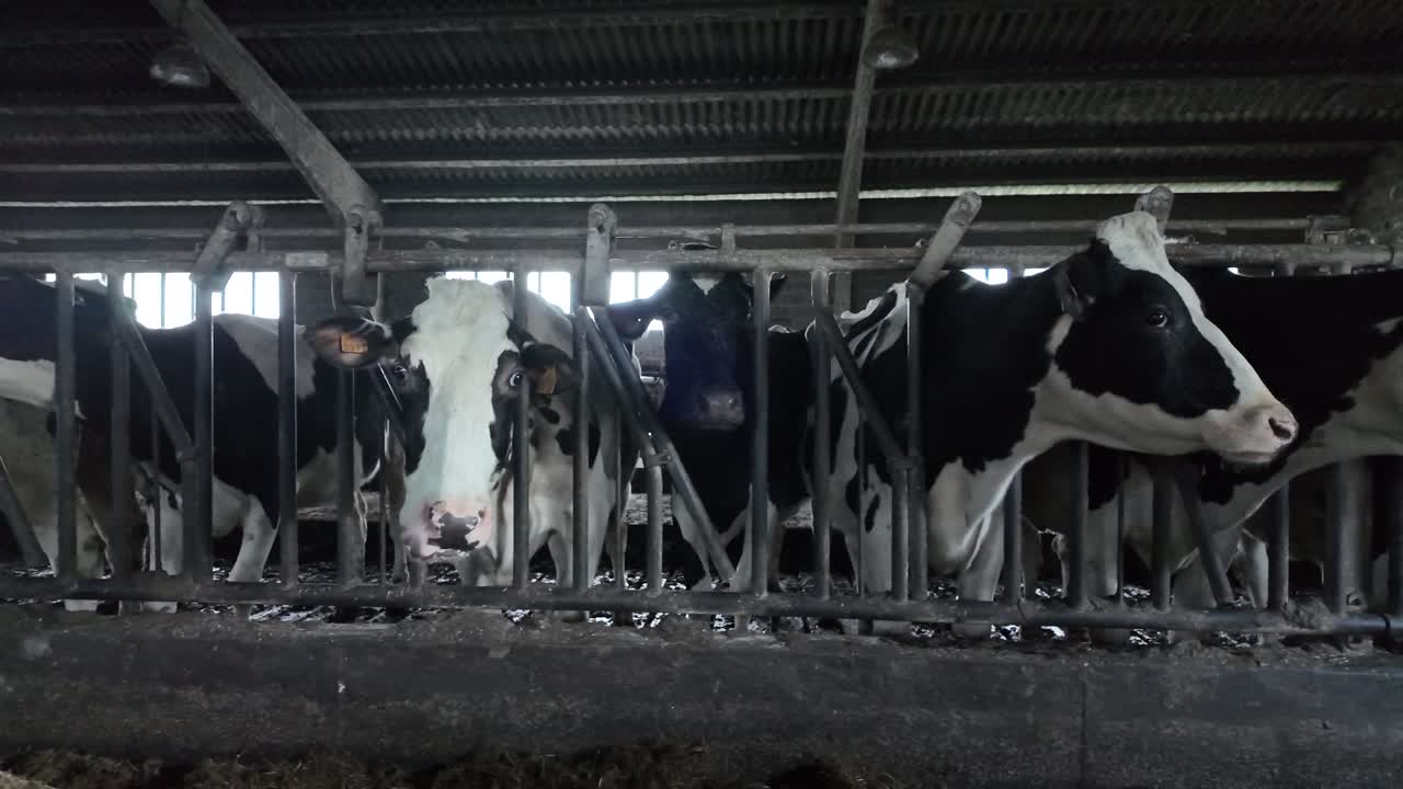 Slow motion close view of cows eating straw inside a protected winter shelter on a farm