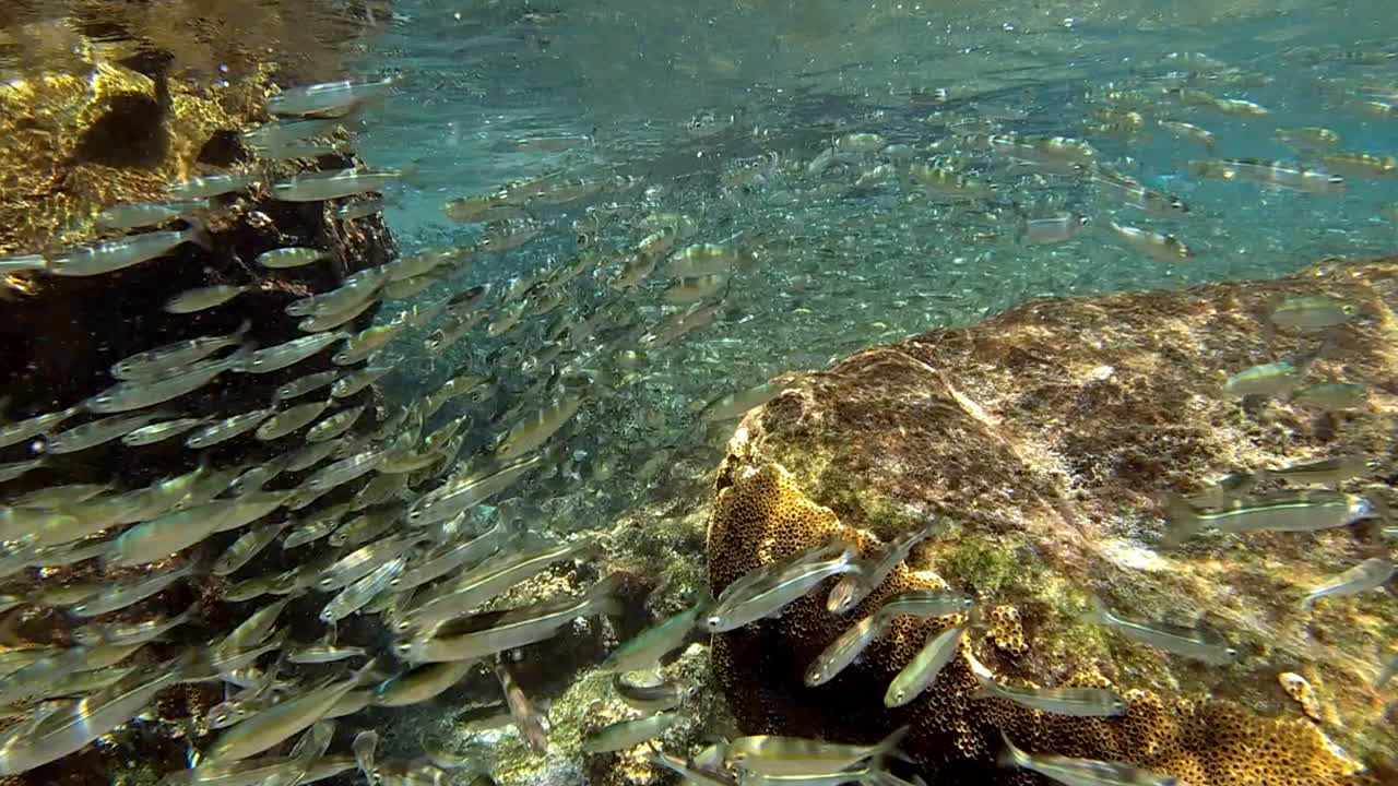 Life speeds past when you're underwater