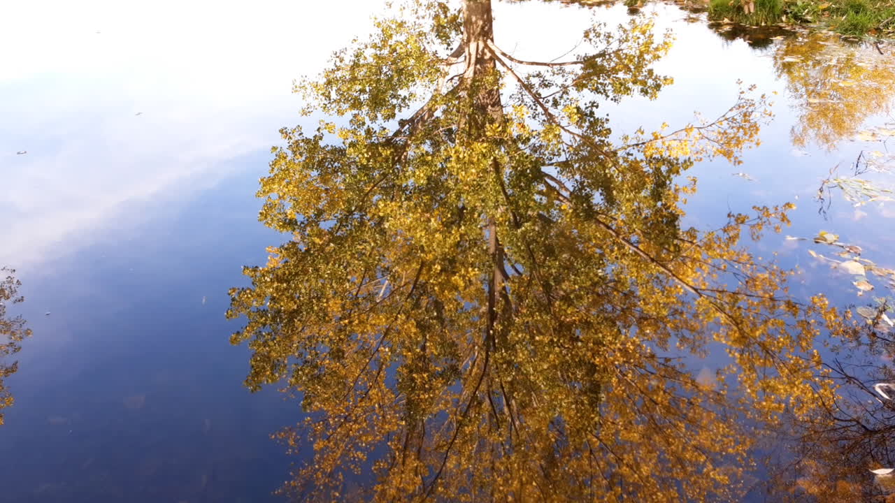 un colorido árbol de otoño se refleja en el agua de un lago tranquilo