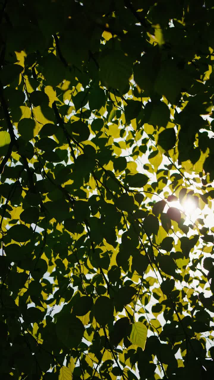 La lumière du soleil filtre à travers des feuilles vertes luxuriantes, capturées en contre-plongée, créant une ambiance sereine et naturelle.