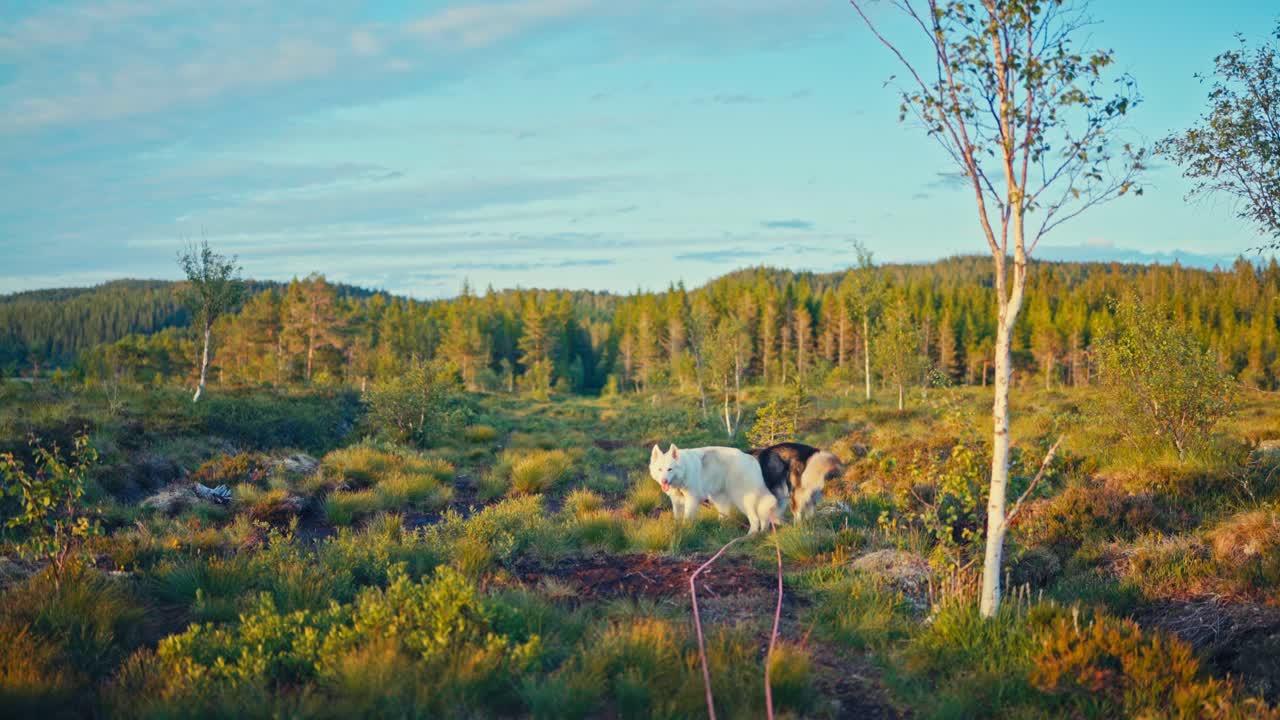 Alaskan Malamute-hunder som hviler i et naturskjønt landskap på landet – Vidvinkelbilde