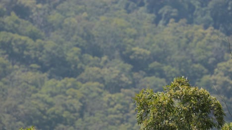 eucalyptus tree amidst dense rainforest foliage