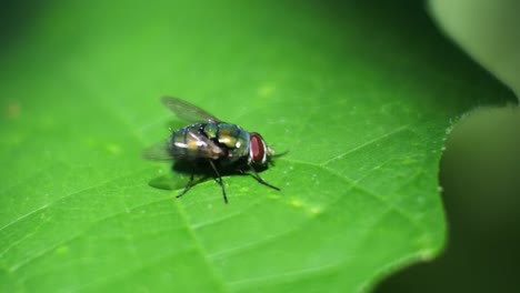 volar en la hoja