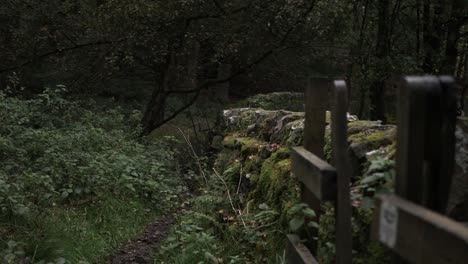 Woodland-in-Yorkshire-with-moss-covered-stone-wall-landscape-panning-shot