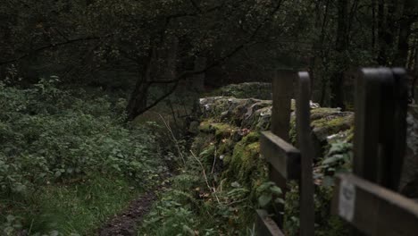 Bosque-En-Yorkshire-Con-Paisaje-De-Pared-De-Piedra-Cubierto-De-Musgo-Tiro-Panorámico