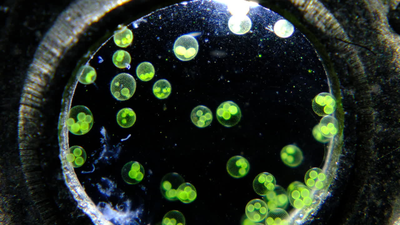 Microscopic View of Green Volvox Algae