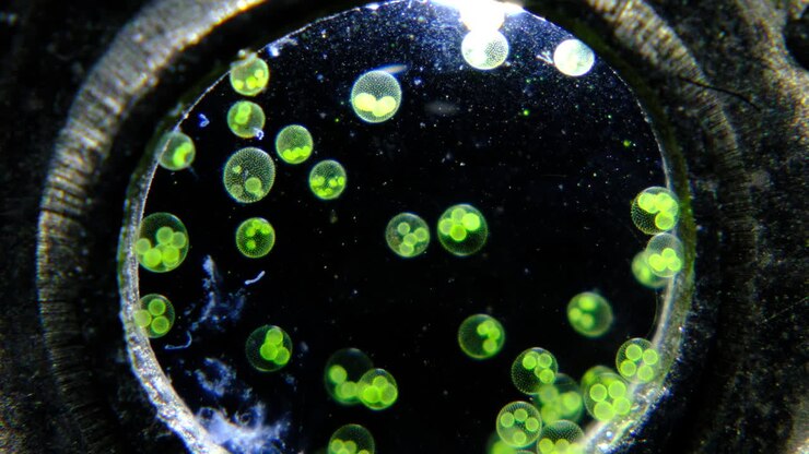 Microscopic View of Green Volvox Algae