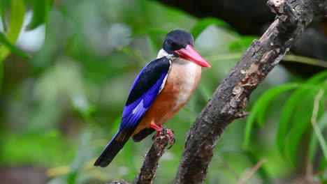 el martín pescador de gorra negra tiene un pico rojo como un caramelo y una gorra negra que se encuentra en tailandia y otros países de asia