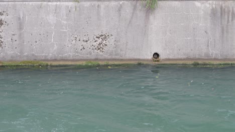 Tube-tales:-capturing-the-muskrat's-secret-habitat