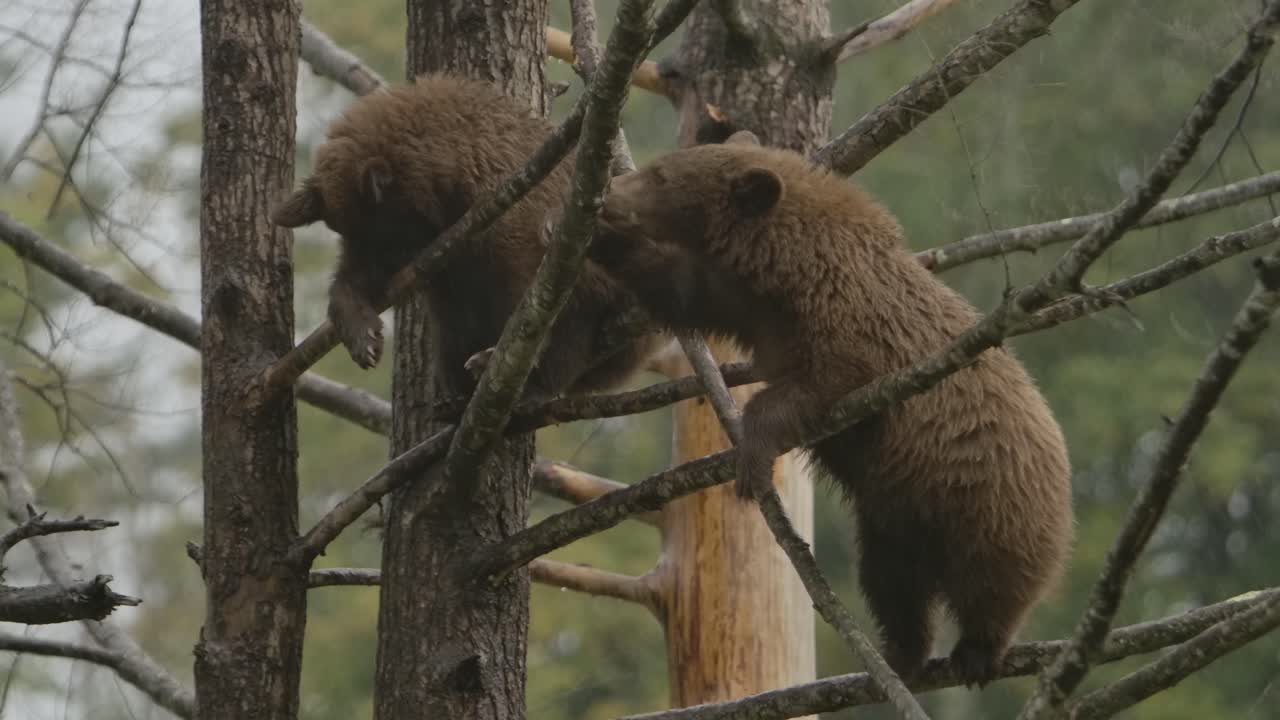 cachorros de oso canela en el árbol durante una fuerte lluvia slomo ternura