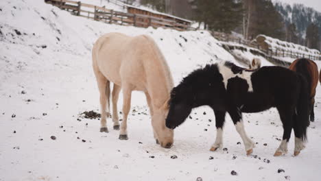 Purebred-horses-graze-in-snowy-highland-near-rural-stable
