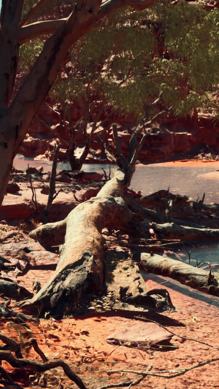 그랜드 캐니언의 콜로라도 강 근처의 나무들