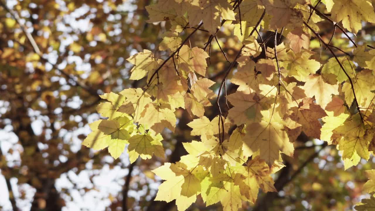 hojas doradas en cámara lenta, durante el día en el bosque