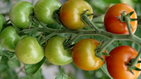 disparo vertical de racimo de tomate cherry en ramas