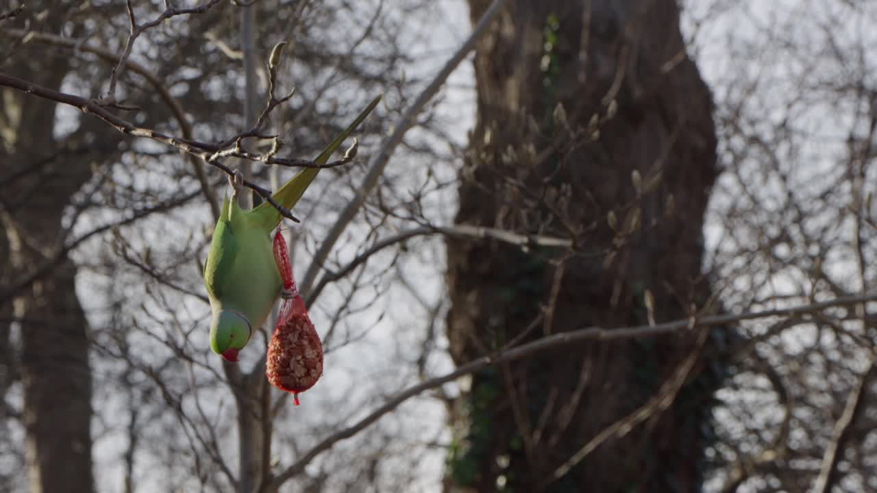 periquito anillado rosado comiendo de una bolsa llena de nueces colgando de un árbol en un día soleado de invierno