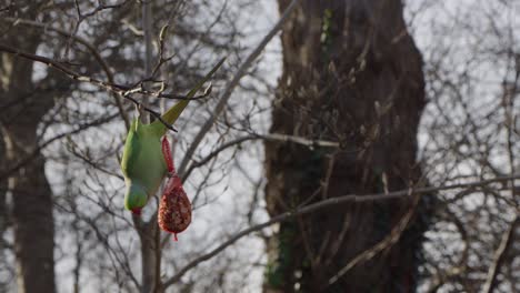 Periquito-De-Anillos-De-Rosas-Comiendo-De-Una-Bolsa-Llena-De-Nueces-Colgando-De-Un-árbol-En-Un-Día-Soleado-De-Invierno