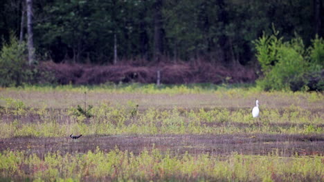 egret-and-lapwing-scavenge-trough-field