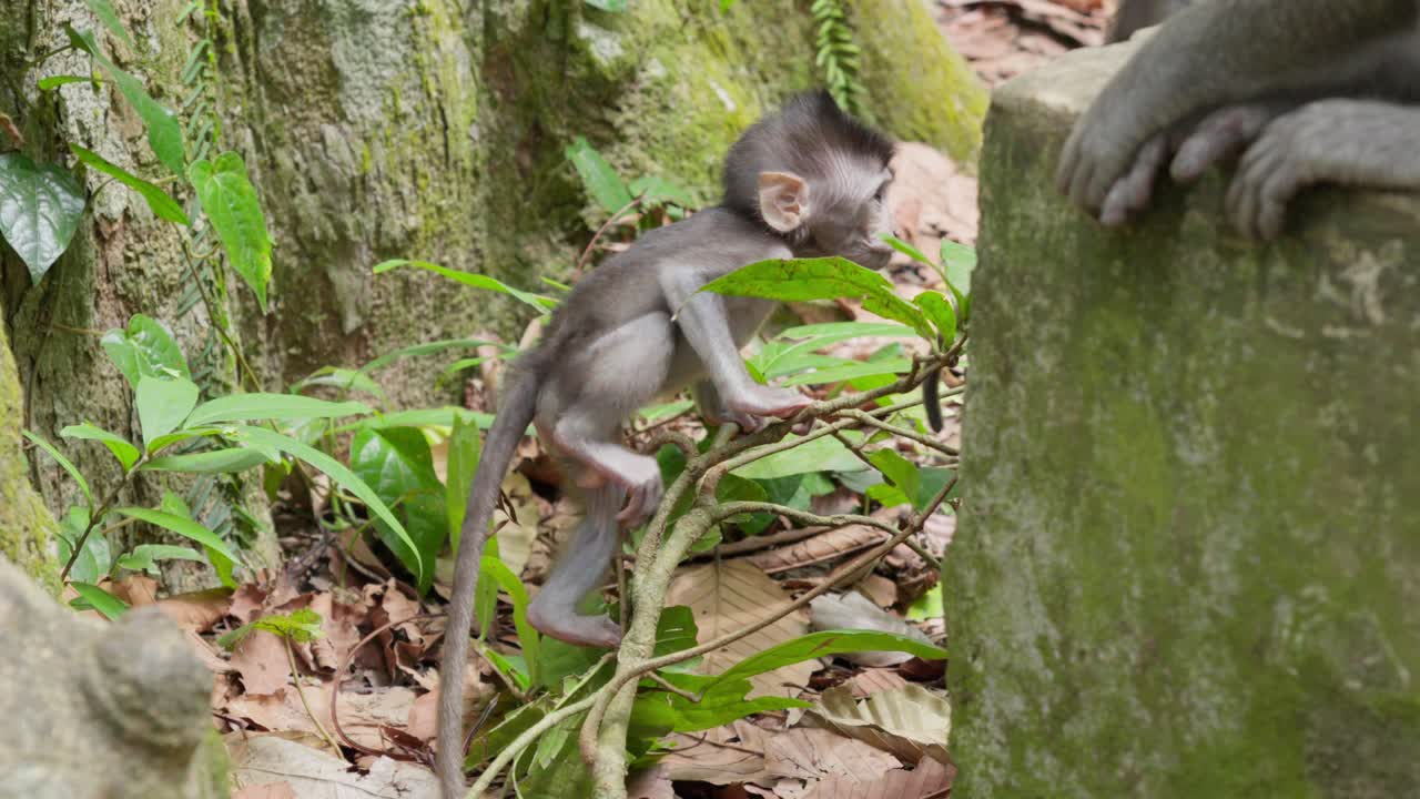adorable bebé macaco, hábitat del bosque, vida silvestre indonesia, cámara lenta