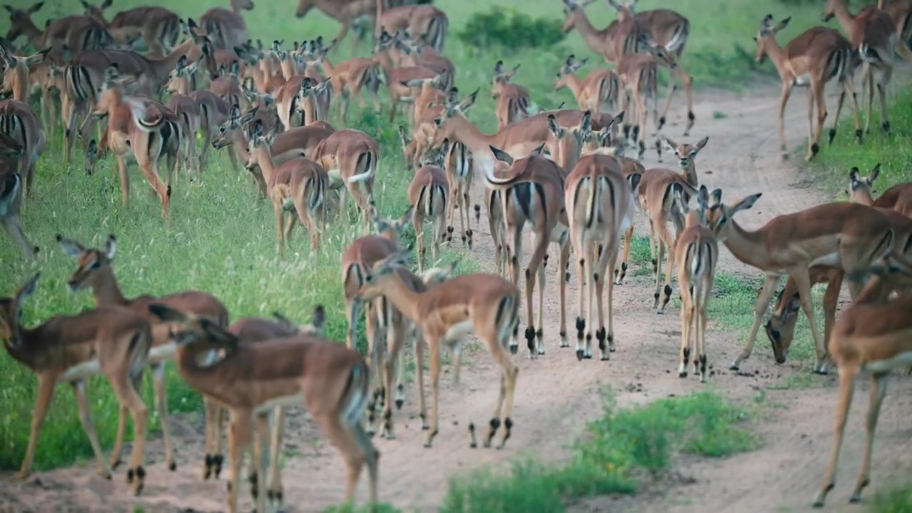 Una massiccia mandria di antilopi impala che pascolano e si muovono lungo una pista sterrata nella savana sudafricana. Autentico comportamento della fauna selvatica nel loro habitat naturale.