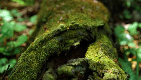 Grünes-Moos-Auf-Altem-Baumstamm-Im-Wald---Nahaufnahme