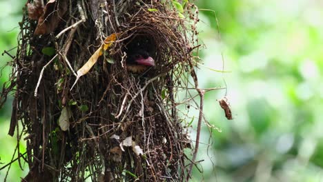 Dusky-Broadbill,-Corydon-sumatranus,-Kaeng-Krachan-National-Park,-Thailand