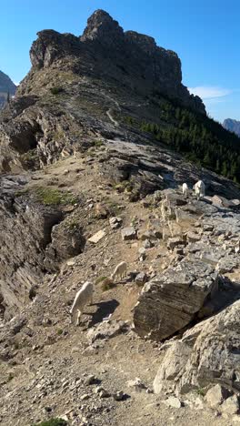 Vertikale-Ansicht,-Ziegen-Laufen-Auf-Felsigen-Hügel-über-Gletscher-Und-Gletschersee