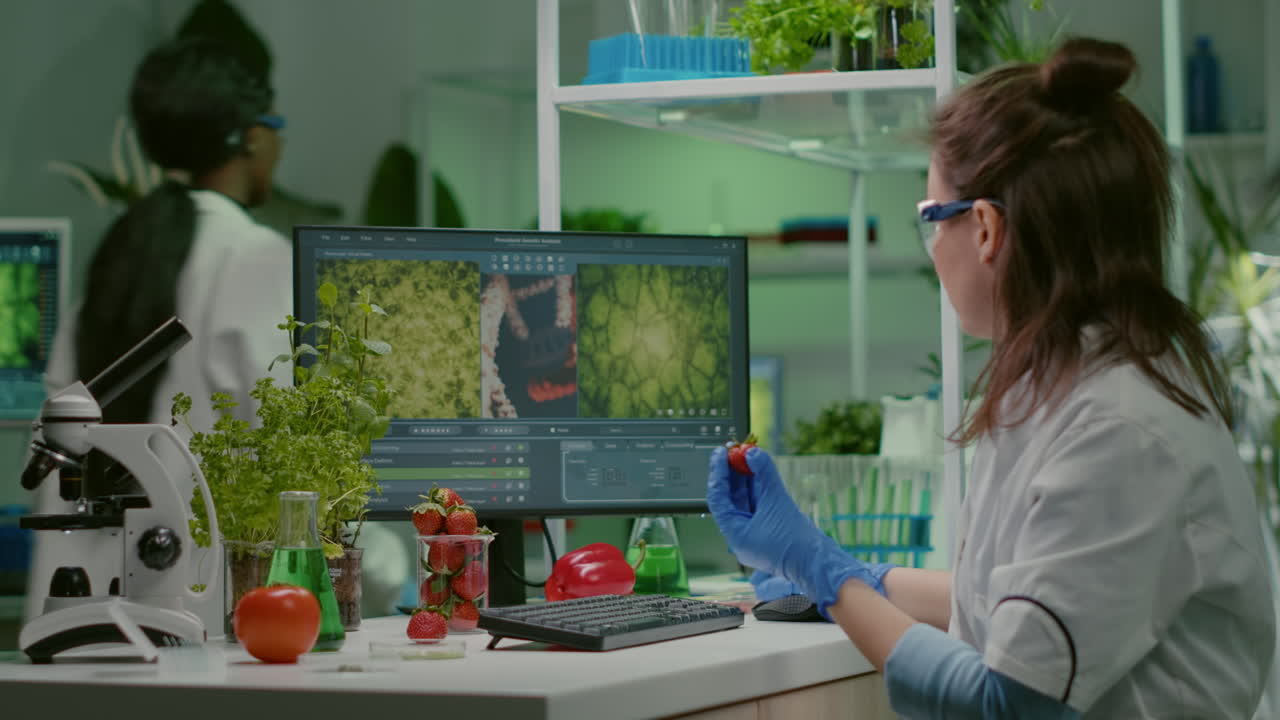 Scientist researcher injecting strawberry with pesticides