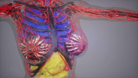 ilustración de anatomía humana con todos los órganos