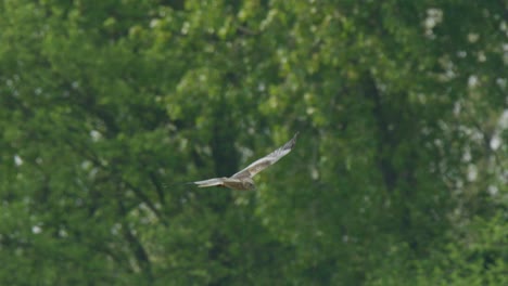 grey kite in flight over forest