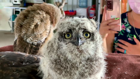 Close-up-of-young-Spotted-Eagle-owl-looking-at-camera