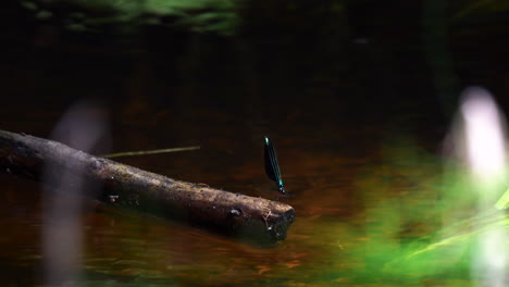 Stunning-close-up-video-of-a-male-demoiselle-damselfly-resting-on-a-wooden-stick,-grooming-himself-and-flies-away-when-another-male-disturbs-him