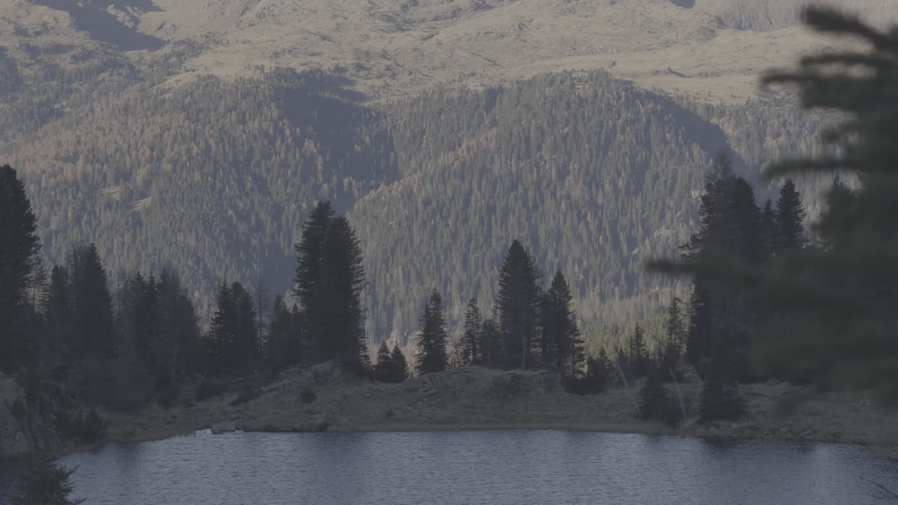 Alpine Lake and Forest Landscape