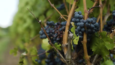 close up of purple grapes in a vineyard with light breeze