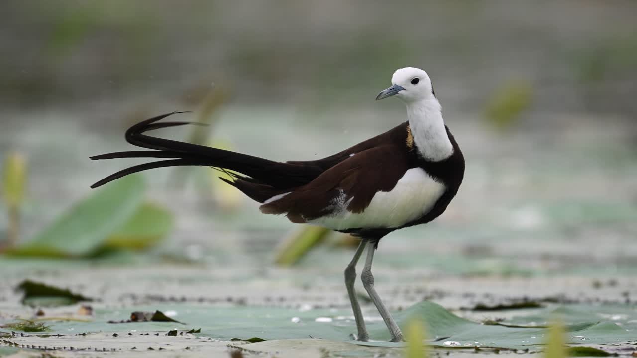 Close detail of Jacana’s head and golden collar in wetland