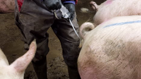 telephoto shot of worker with gloves inseminating a sow with semen, real time