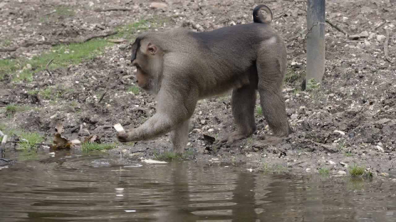 Monkey cleaning food in water pond, front view