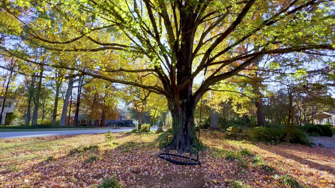 Autumn Day: Sunlight Through a Tree with a Swing