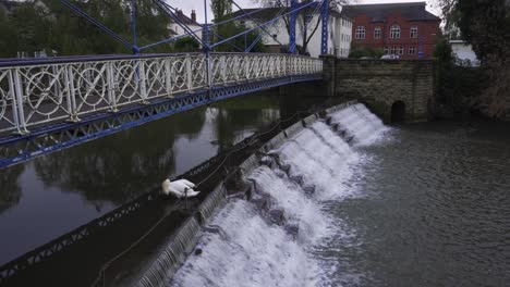 Leamington-Spa,-graceful-swan-pruning-itself-in-tranquil-river-Leam-with-lost-duckling-by-a-flowing-wear