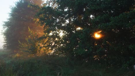 mañana panorámica de paz en la zona rural de verano. oro suave magia amanecer rayos de sol transparentes a través de las ramas de los árboles verdes, espesa niebla blanca lechosa en el fondo. imágenes de video 4k